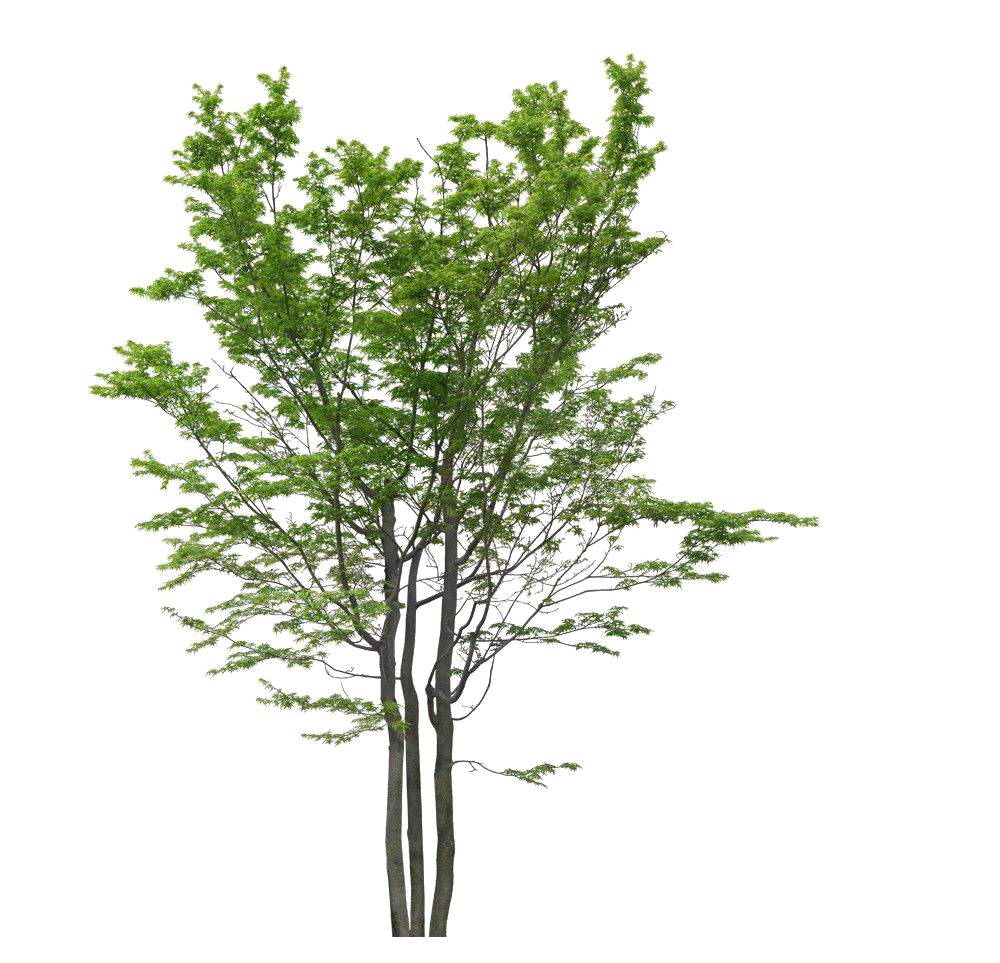  El Azufaifo Ziziphus jujuba